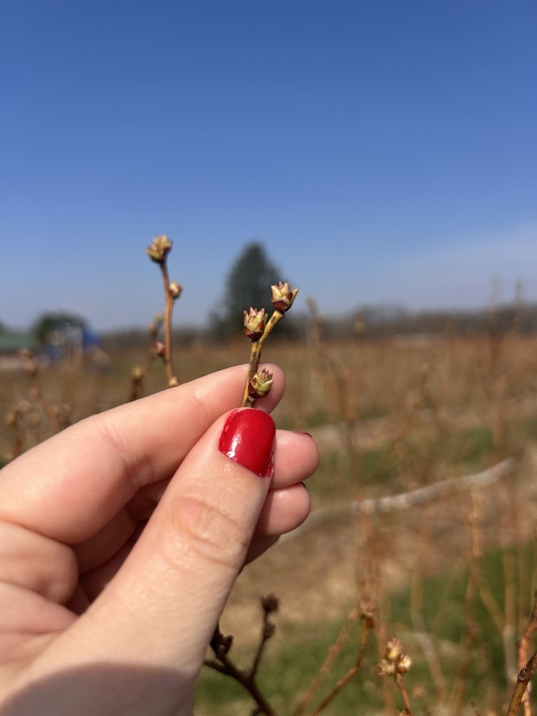 IMG_6831Blueberries _Cheyenne Sloan.jpg